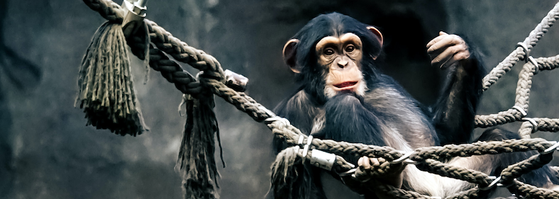 photo of chimpanzee